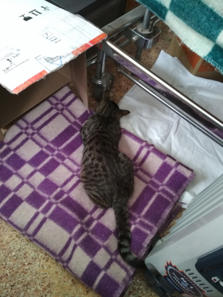 Кошки в нашей жизни. Кошки и все, что с ними связано.