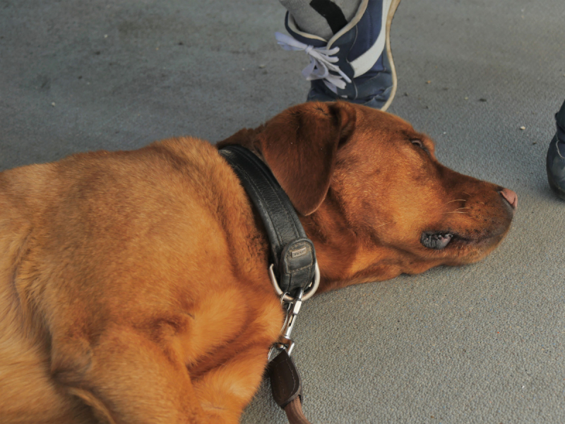 Боденское озеро / Bodensee - лучше сейчас, чем никогда.