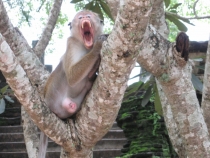 Сам себе турагент