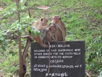 Сам себе турагент