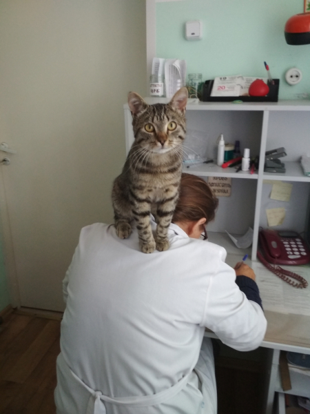 Кошки в нашей жизни. Кошки и все, что с ними связано.