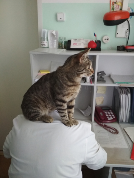 Кошки в нашей жизни. Кошки и все, что с ними связано.