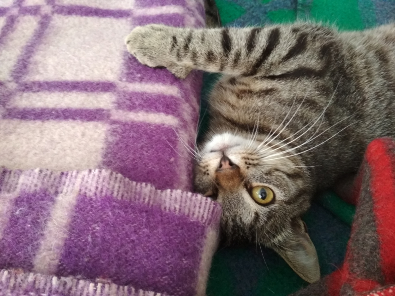 Кошки в нашей жизни. Кошки и все, что с ними связано.