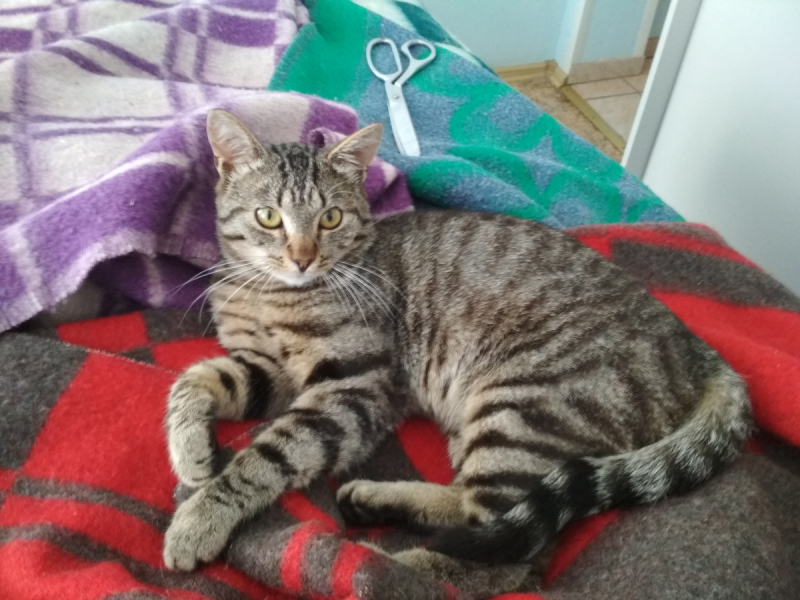 Кошки в нашей жизни. Кошки и все, что с ними связано.