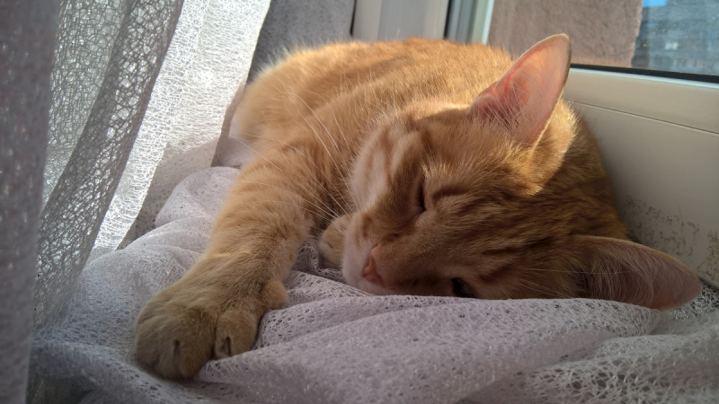 Кошки в нашей жизни. Кошки и все, что с ними связано.