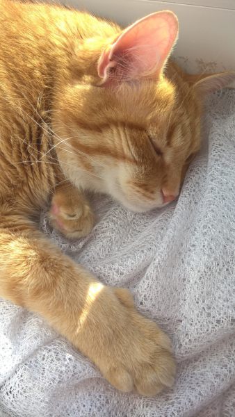 Кошки в нашей жизни. Кошки и все, что с ними связано.