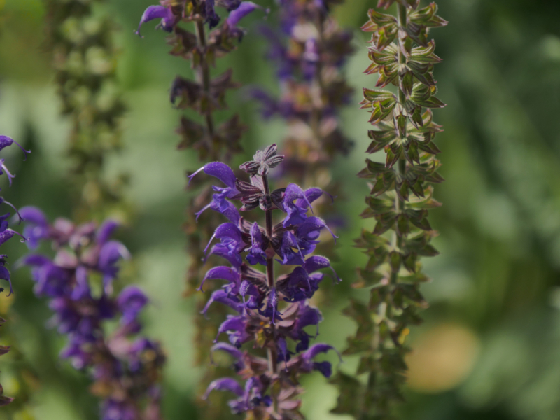 Боденское озеро / Bodensee - лучше сейчас, чем никогда.