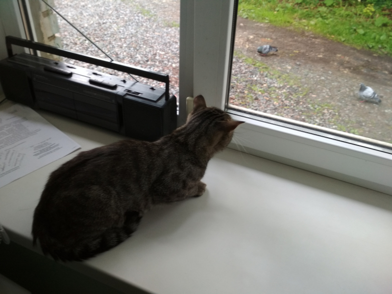 Кошки в нашей жизни. Кошки и все, что с ними связано.