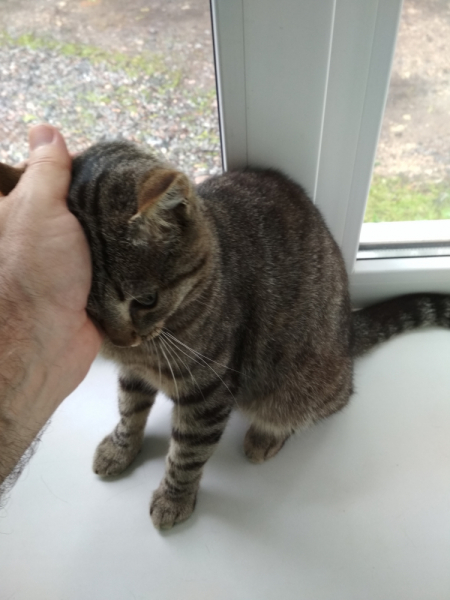 Кошки в нашей жизни. Кошки и все, что с ними связано.