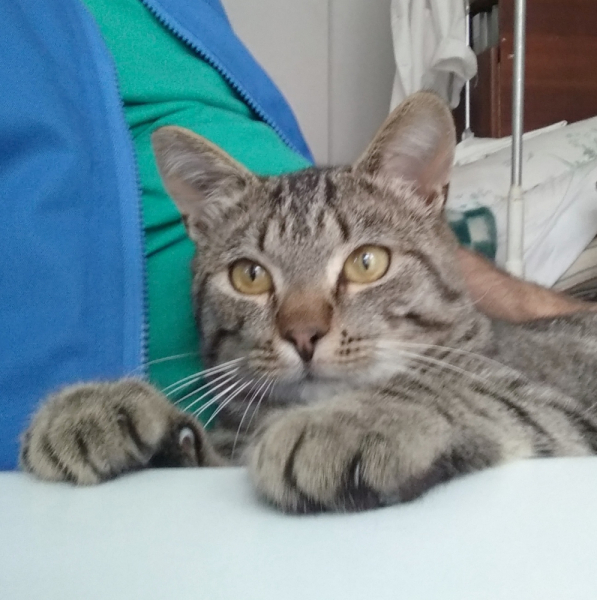 Кошки в нашей жизни. Кошки и все, что с ними связано.