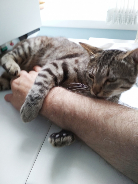 Кошки в нашей жизни. Кошки и все, что с ними связано.