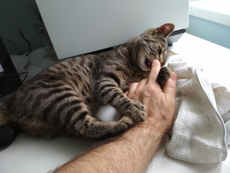 Кошки в нашей жизни. Кошки и все, что с ними связано.