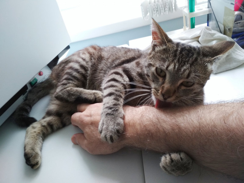 Кошки в нашей жизни. Кошки и все, что с ними связано.