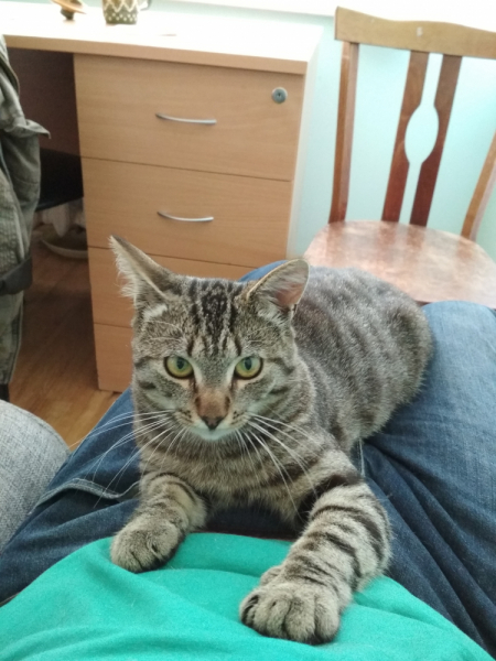 Кошки в нашей жизни. Кошки и все, что с ними связано.