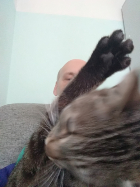 Кошки в нашей жизни. Кошки и все, что с ними связано.