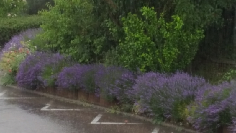 Боденское озеро / Bodensee - лучше сейчас, чем никогда.