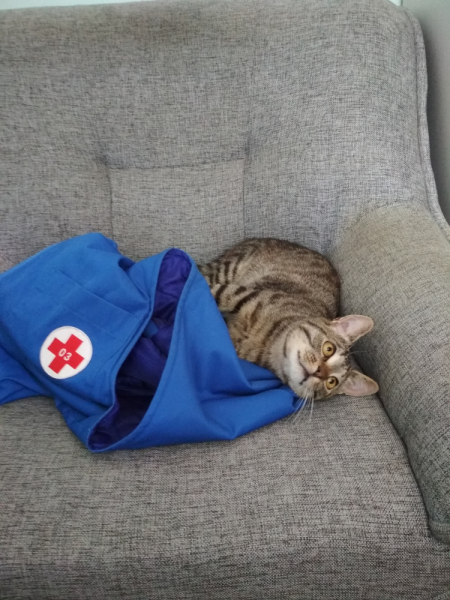 Кошки в нашей жизни. Кошки и все, что с ними связано.