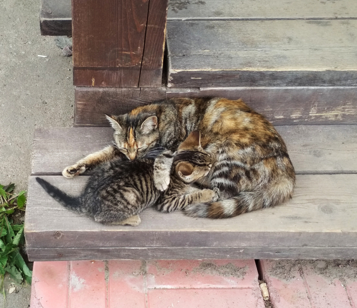 Кошки в нашей жизни. Кошки и все, что с ними связано.