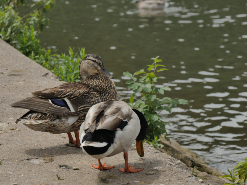 Маленькие и не совсем маленькие и даже совсем не маленькие города… или короткие поездки по городам и весям Германии.