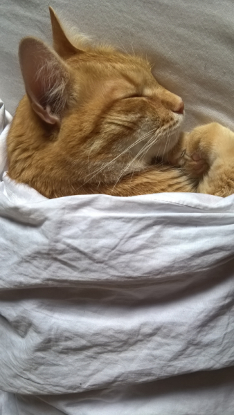 Кошки в нашей жизни. Кошки и все, что с ними связано.