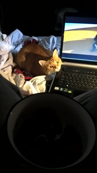 Кошки в нашей жизни. Кошки и все, что с ними связано.