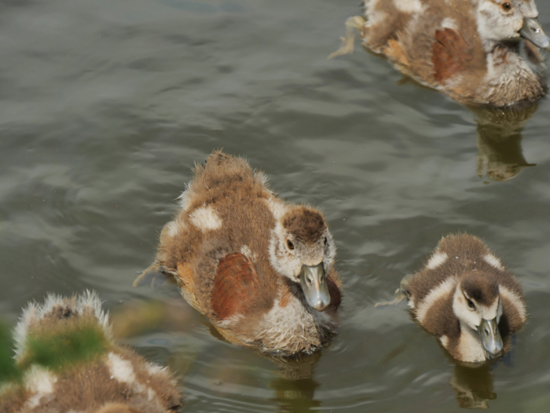 Маленькие и не совсем маленькие и даже совсем не маленькие города… или короткие поездки по городам и весям Германии.