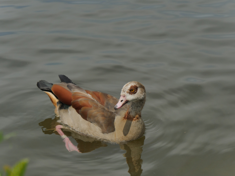 Маленькие и не совсем маленькие и даже совсем не маленькие города… или короткие поездки по городам и весям Германии.