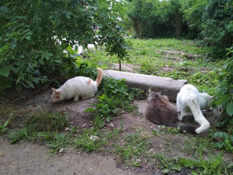 Кошки в нашей жизни. Кошки и все, что с ними связано.
