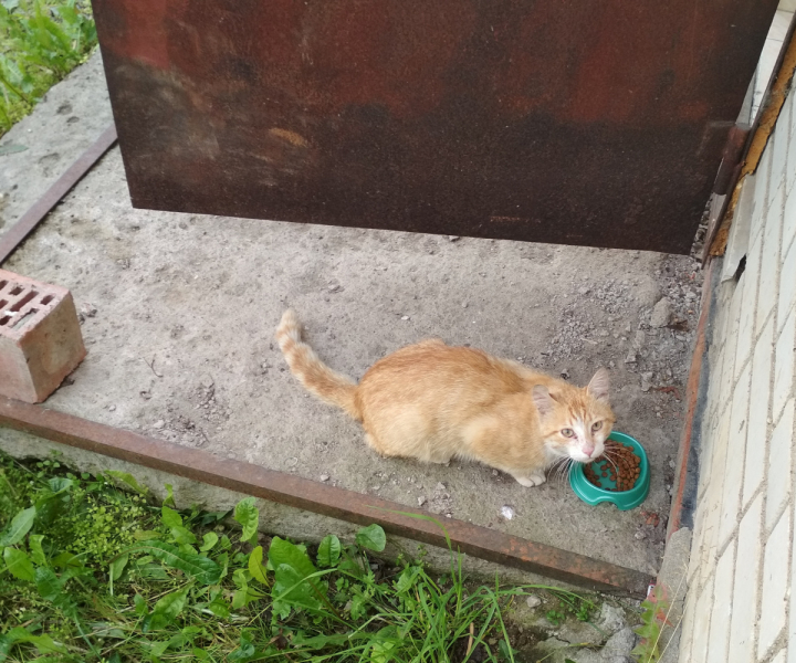 Кошки в нашей жизни. Кошки и все, что с ними связано.