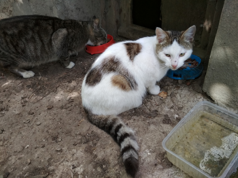 Кошки в нашей жизни. Кошки и все, что с ними связано.