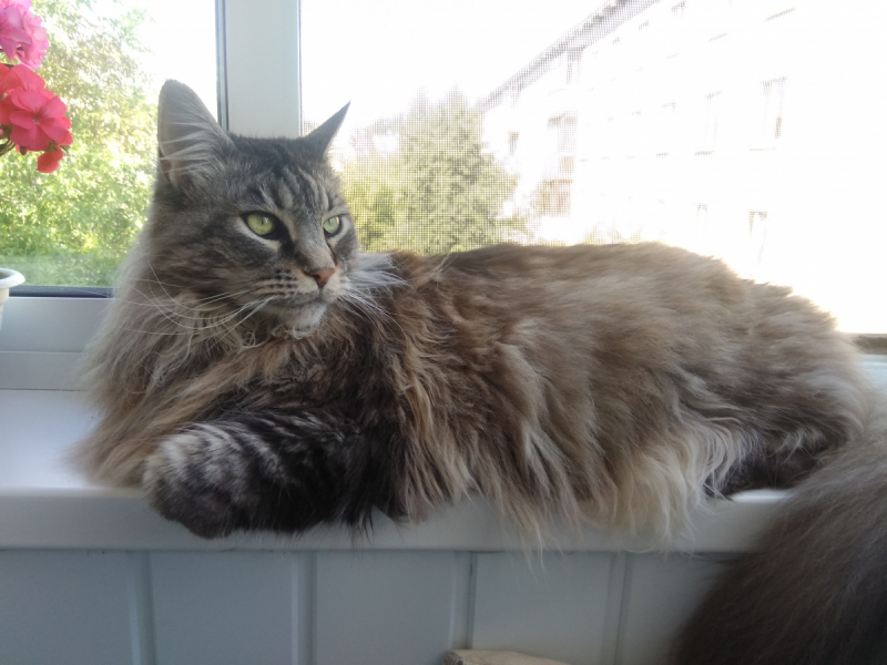 Кошки в нашей жизни. Кошки и все, что с ними связано.