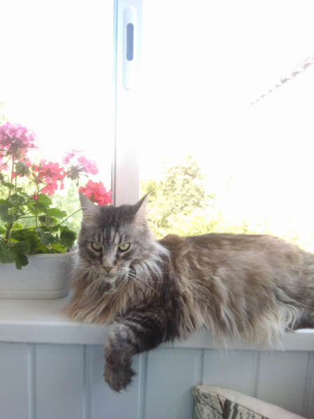 Кошки в нашей жизни. Кошки и все, что с ними связано.