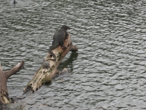 Сам себе турагент