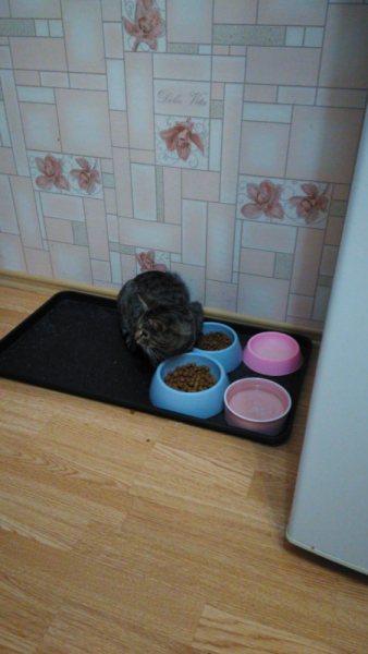 Кошки в нашей жизни. Кошки и все, что с ними связано.