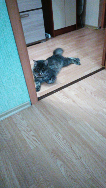 Кошки в нашей жизни. Кошки и все, что с ними связано.