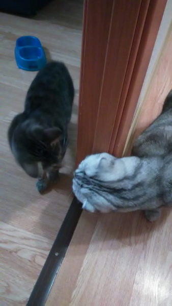 Кошки в нашей жизни. Кошки и все, что с ними связано.