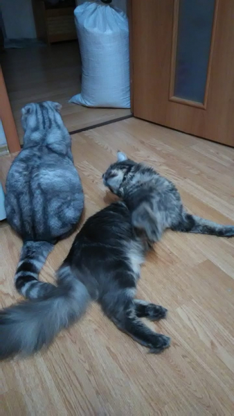 Кошки в нашей жизни. Кошки и все, что с ними связано.