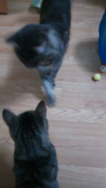 Кошки в нашей жизни. Кошки и все, что с ними связано.