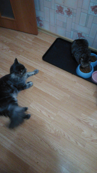 Кошки в нашей жизни. Кошки и все, что с ними связано.