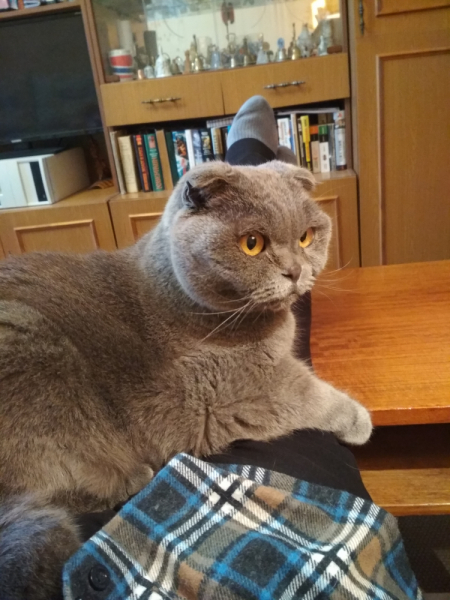 Кошки в нашей жизни. Кошки и все, что с ними связано.