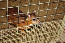 Лангкави и Куала-Лумпур 011