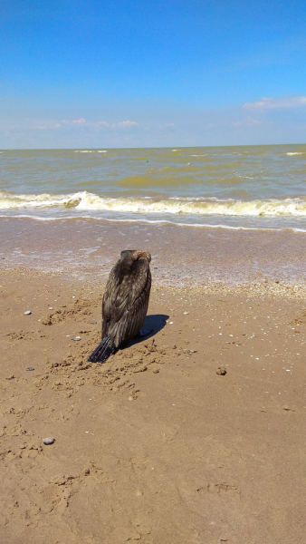 Отпуск в Ейске в июне-июле 2019