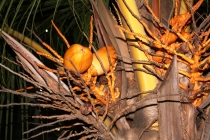 Лангкави и Куала-Лумпур 011