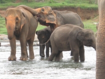 Сам себе турагент