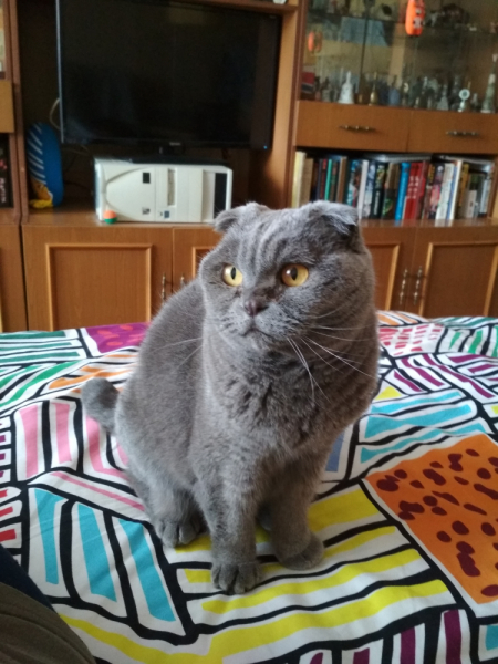 Кошки в нашей жизни. Кошки и все, что с ними связано.