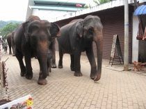 Сам себе турагент