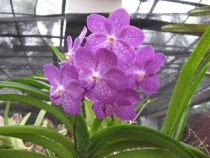 Сам себе турагент