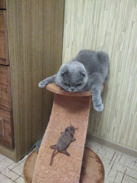 Кошки в нашей жизни. Кошки и все, что с ними связано.