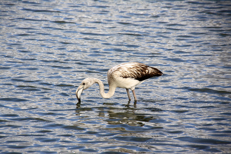 Albufera – Gandía – Barranc de l'Infern – Calp – Guadalest – Alicante – Torrevieja – Lorca – Sierra Espuña – Murcia (декабрь 2017)