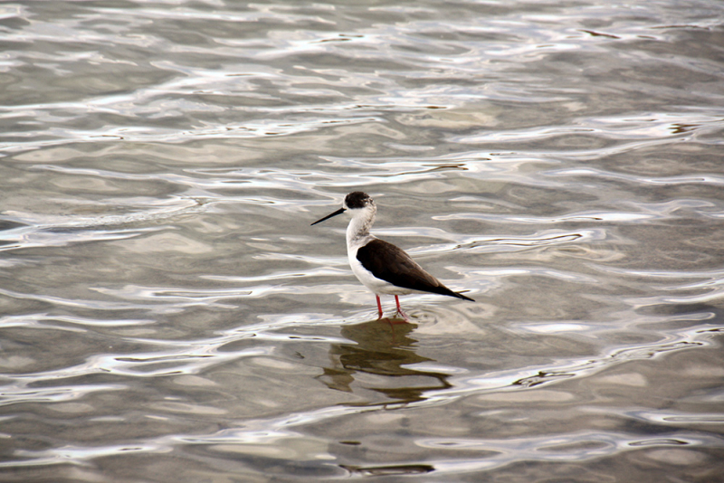 Albufera – Gandía – Barranc de l'Infern – Calp – Guadalest – Alicante – Torrevieja – Lorca – Sierra Espuña – Murcia (декабрь 2017)